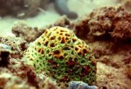 غواصی در دریای بندر شیرینو – زیبایی های خلیج فارس